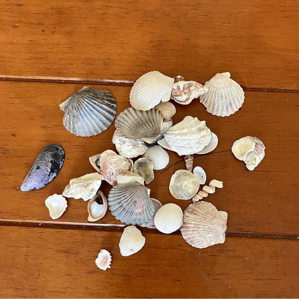 Assorted Shells